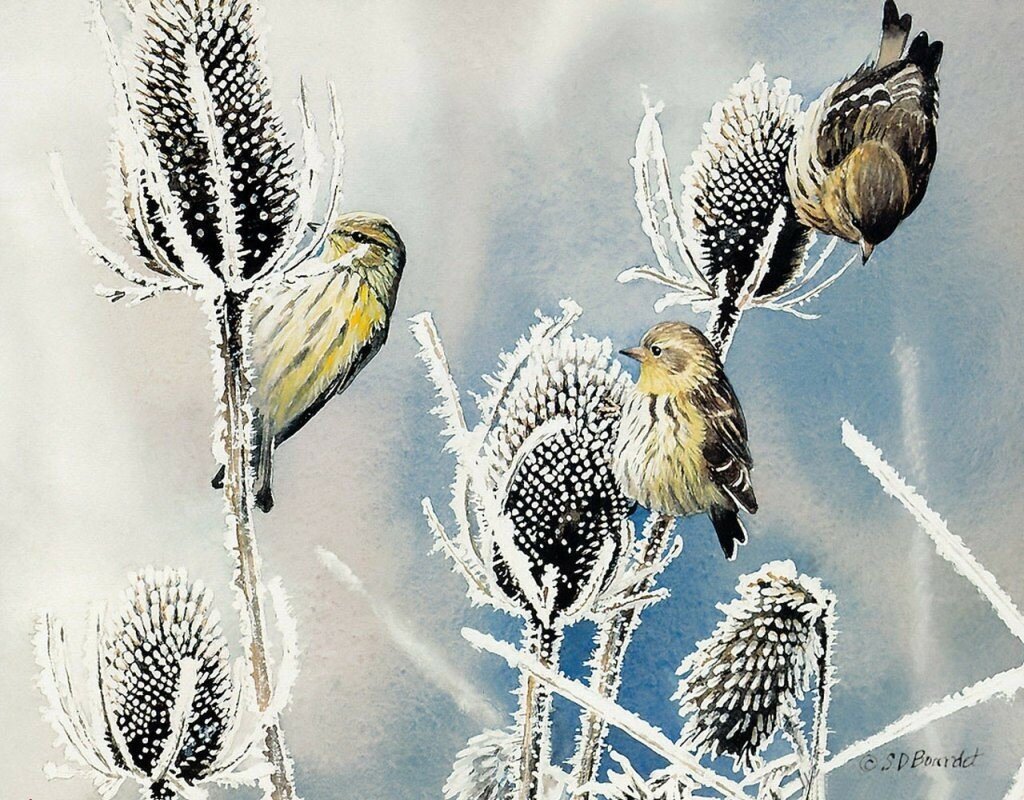 Сьюзен Бордет птицы зима