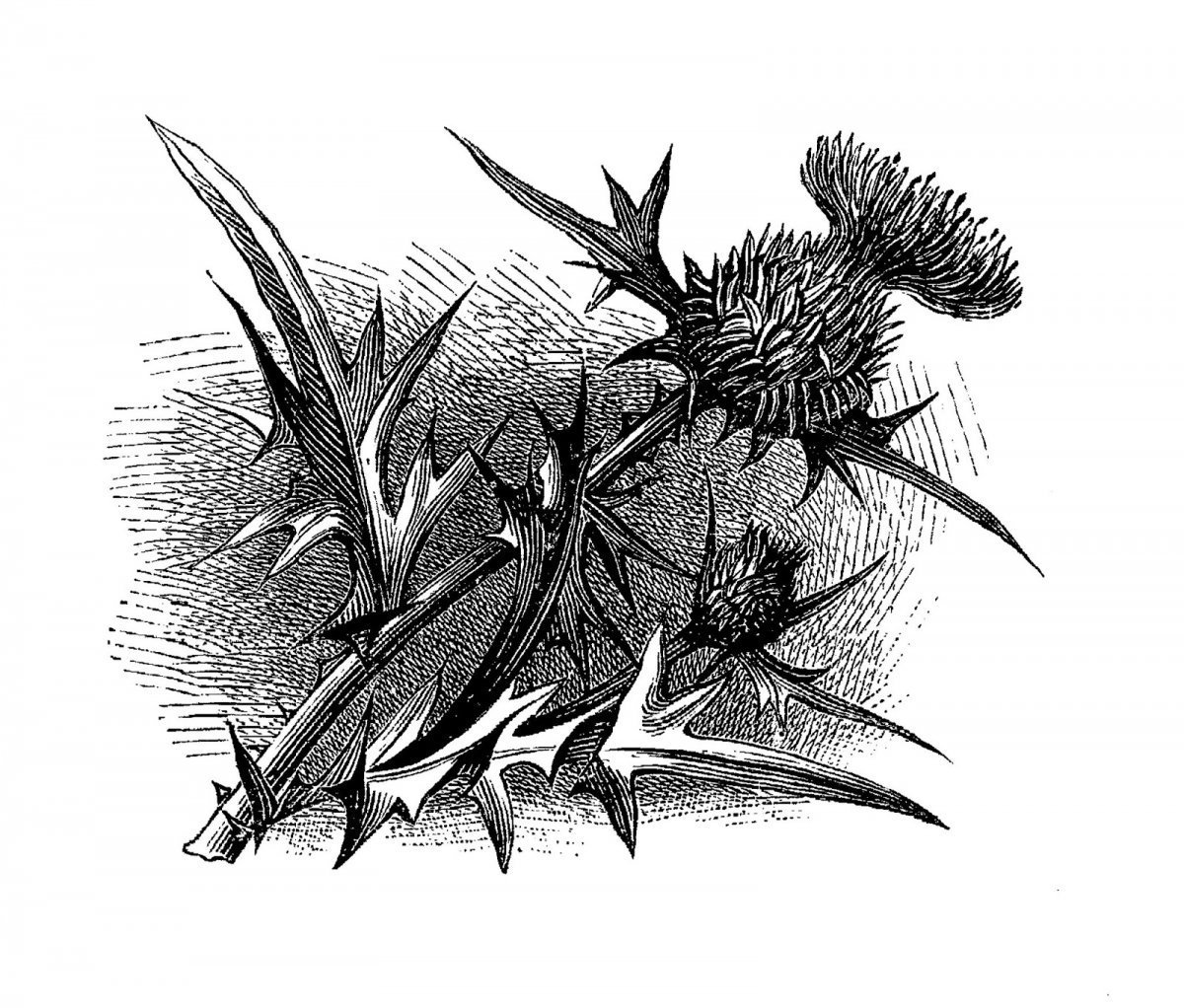 Чертополох ГИСАНЕ