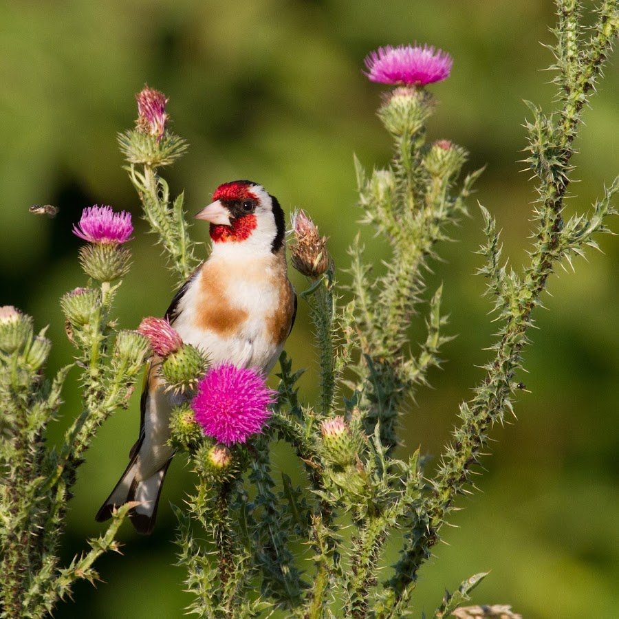 Щегол на чертополохе