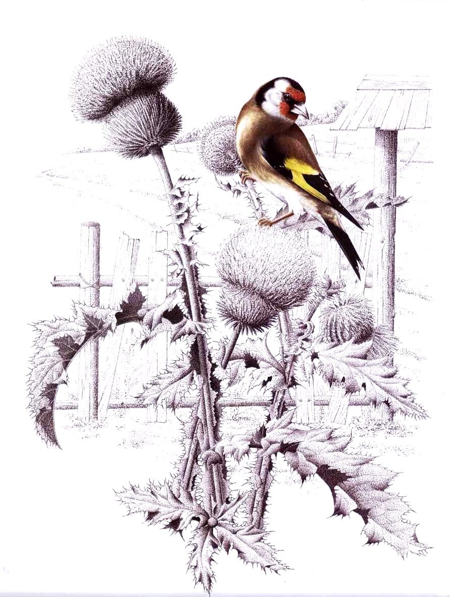Щегол птица картина