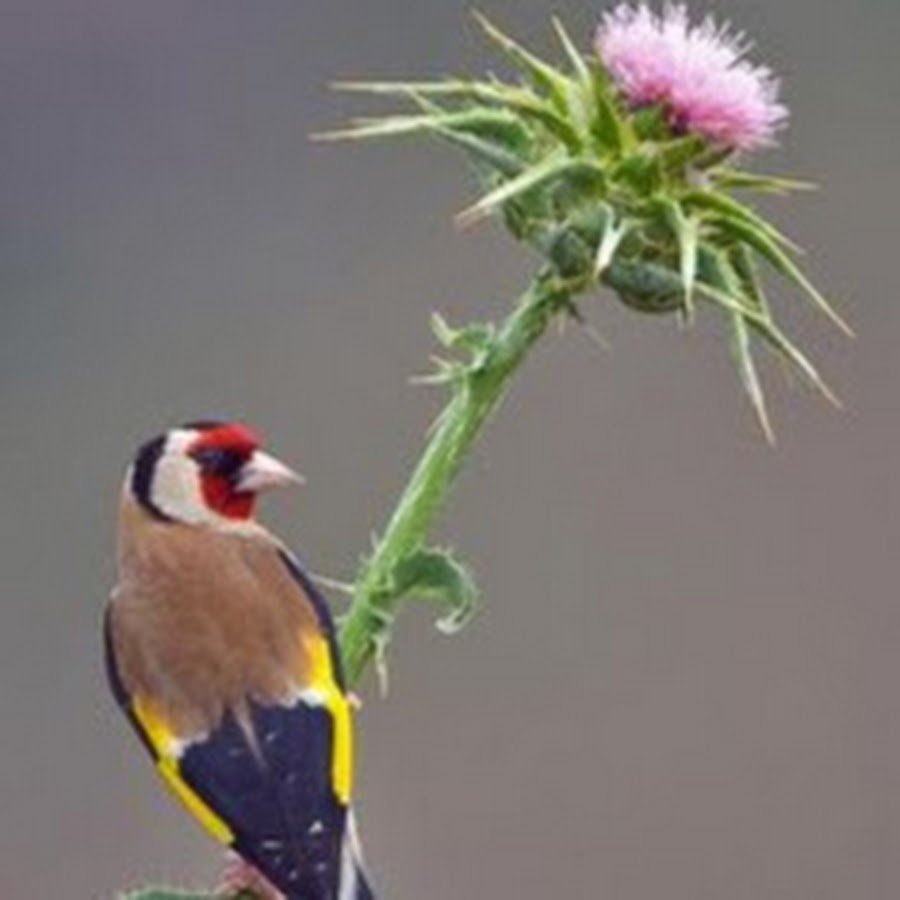 Щегол на татарнике