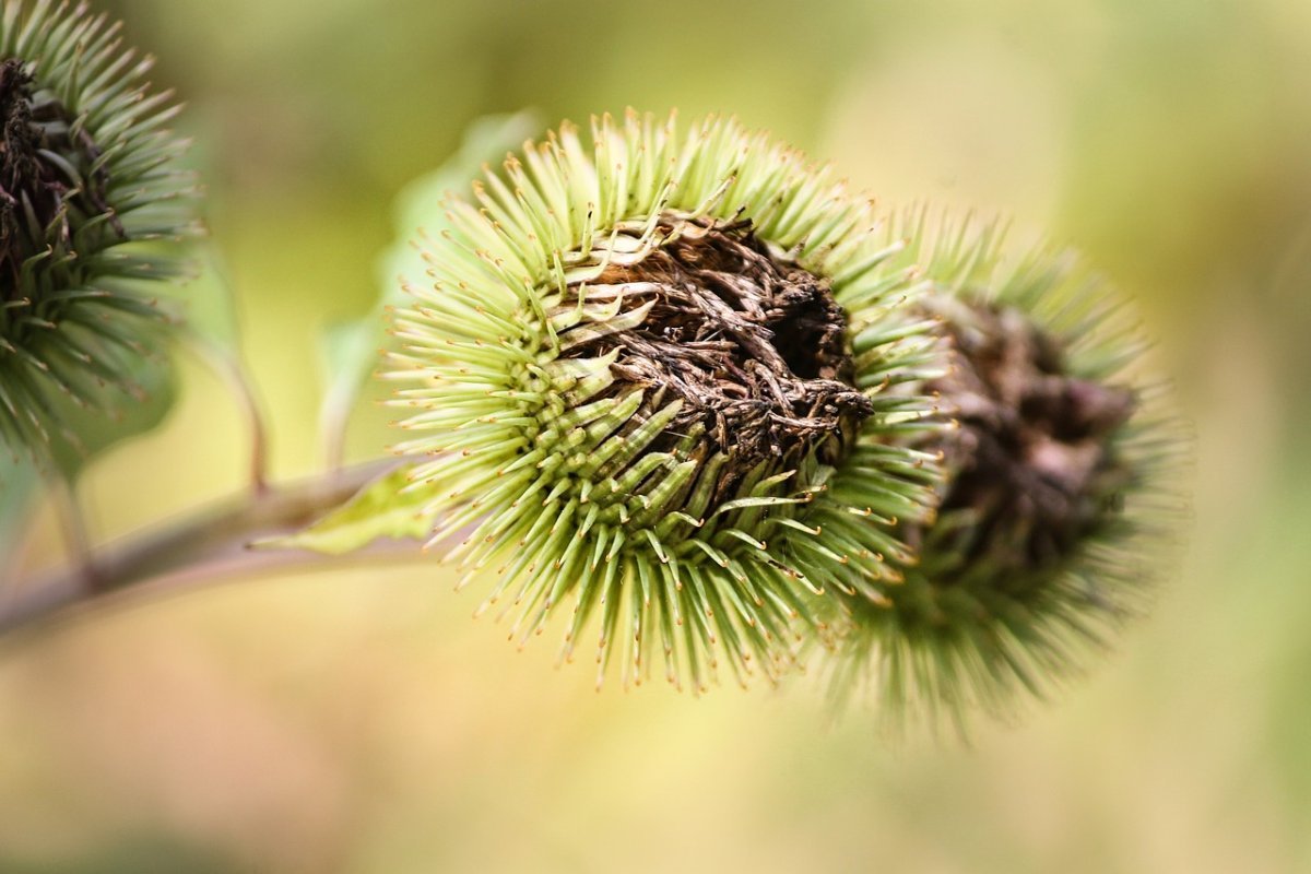 Стилизованный колючий татарник