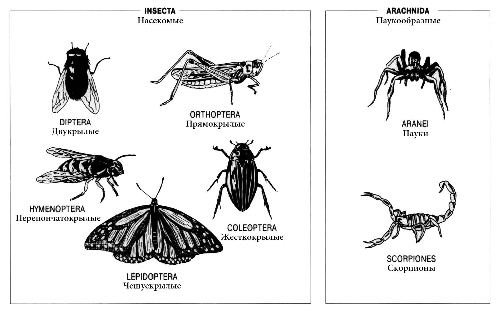 Ракообразные паукообразные насекомые конечности. Беспозвоночные Членистоногие. Наземные Членистоногие. Беспозвоночные животные Членистоногие примеры. Животные Членистоногие насекомые.
