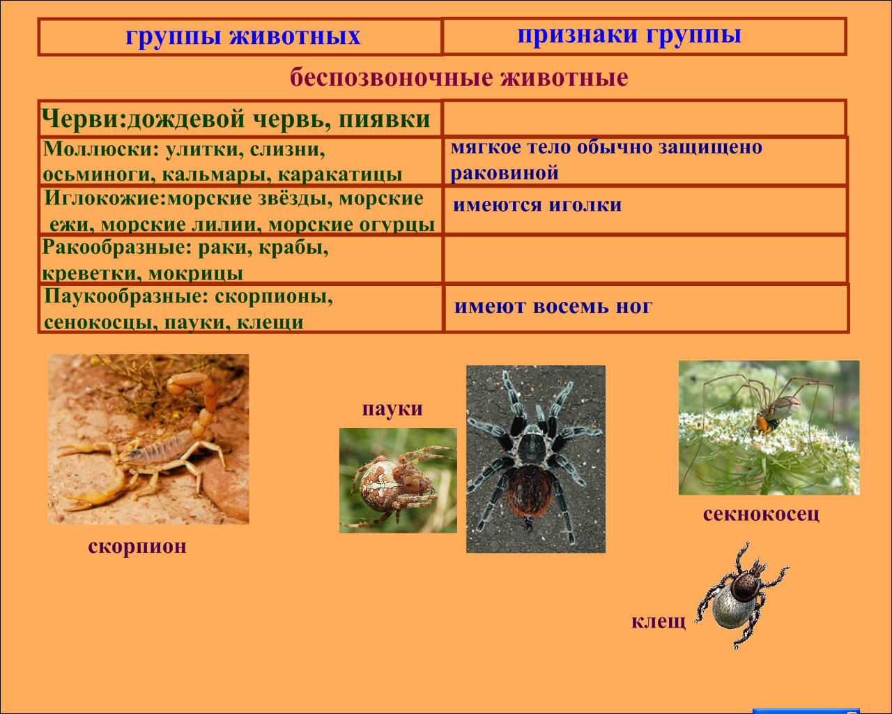 Установи соответствие между паукообразными и насекомыми. Беспозвоночные животные группы. Основные группы беспозвоночных животных. Беспозвоночные насекомые. Типы и классы беспозвоночных.