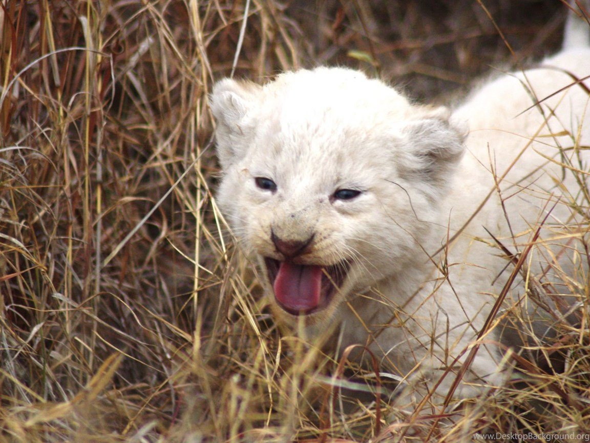 Белый Лев альбинос
