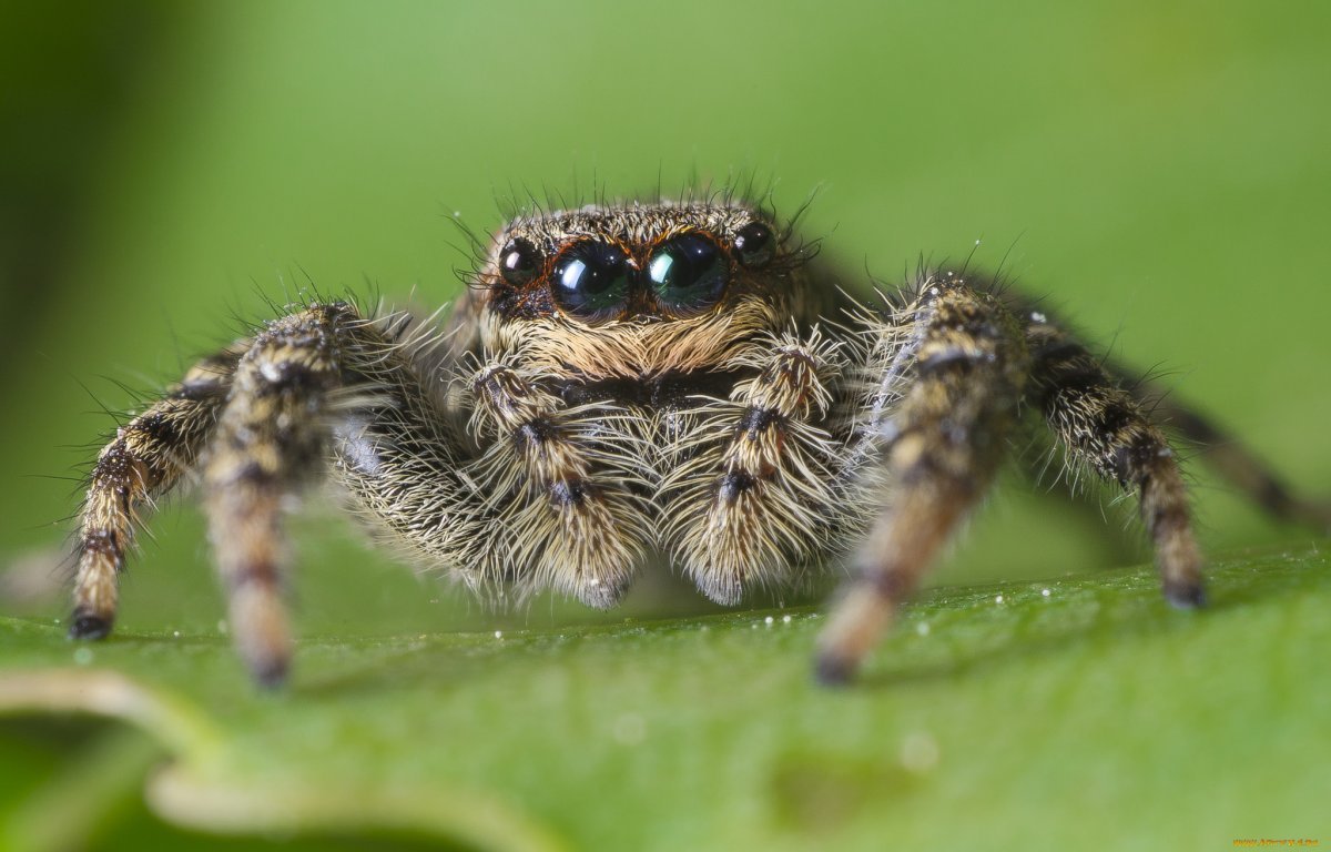 Гималайский паук-скакун