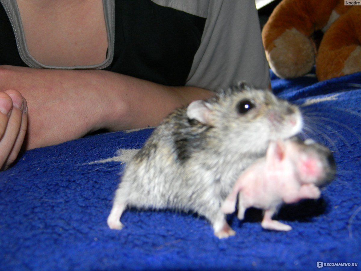 Беременные хомяки джунгарики