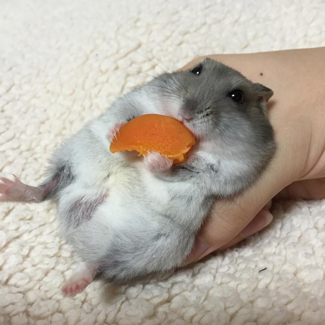 Милые хомяки