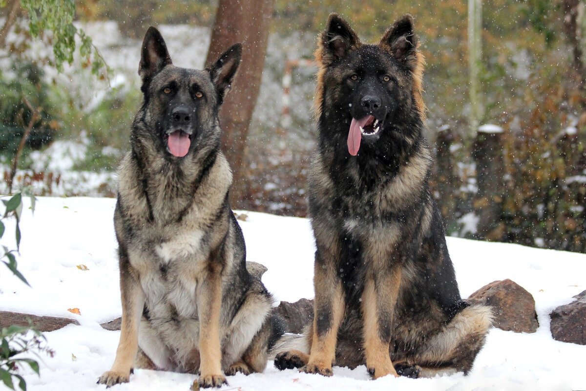 Немецкая овчарка зонарного окраса 2 месяца