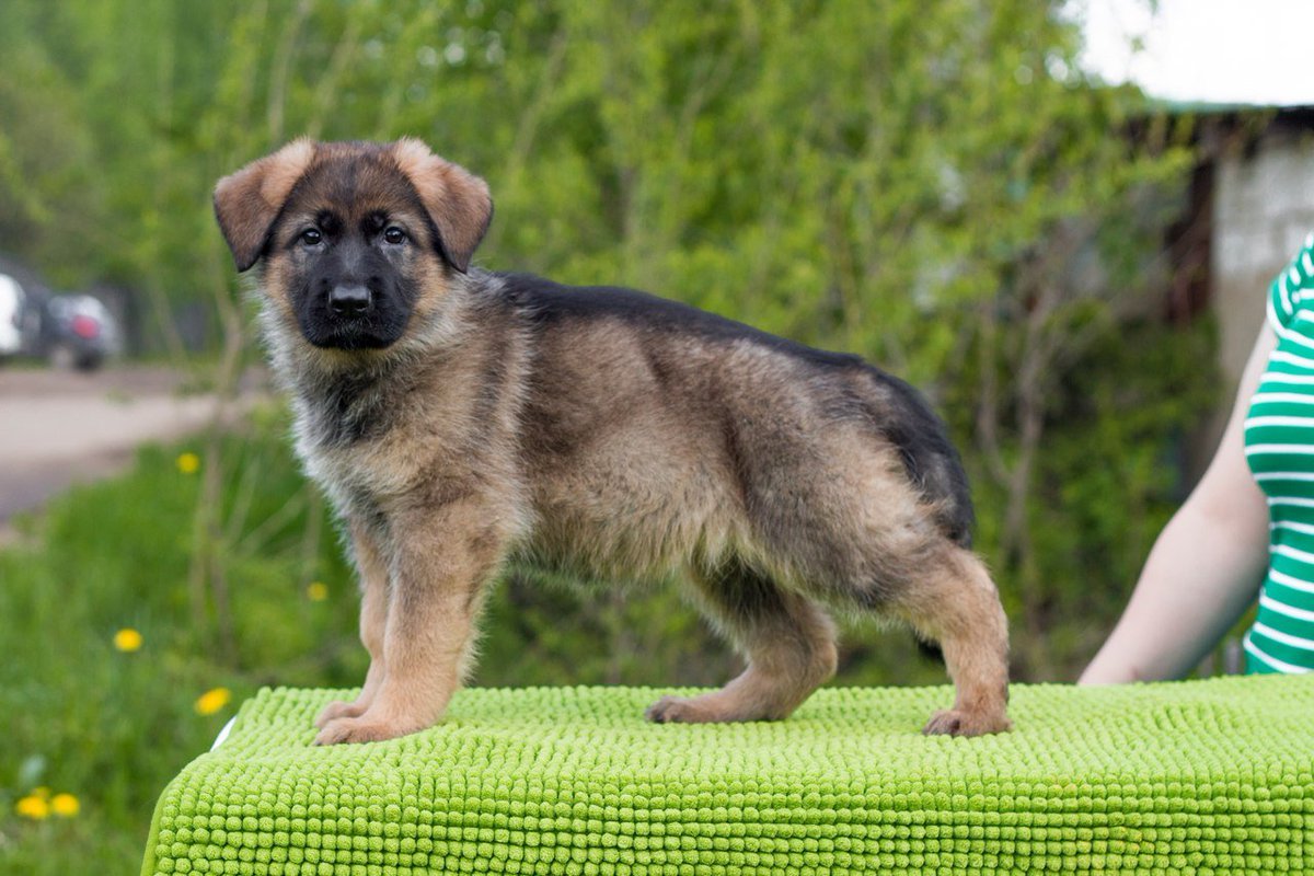 Зонарная немецкая овчарка