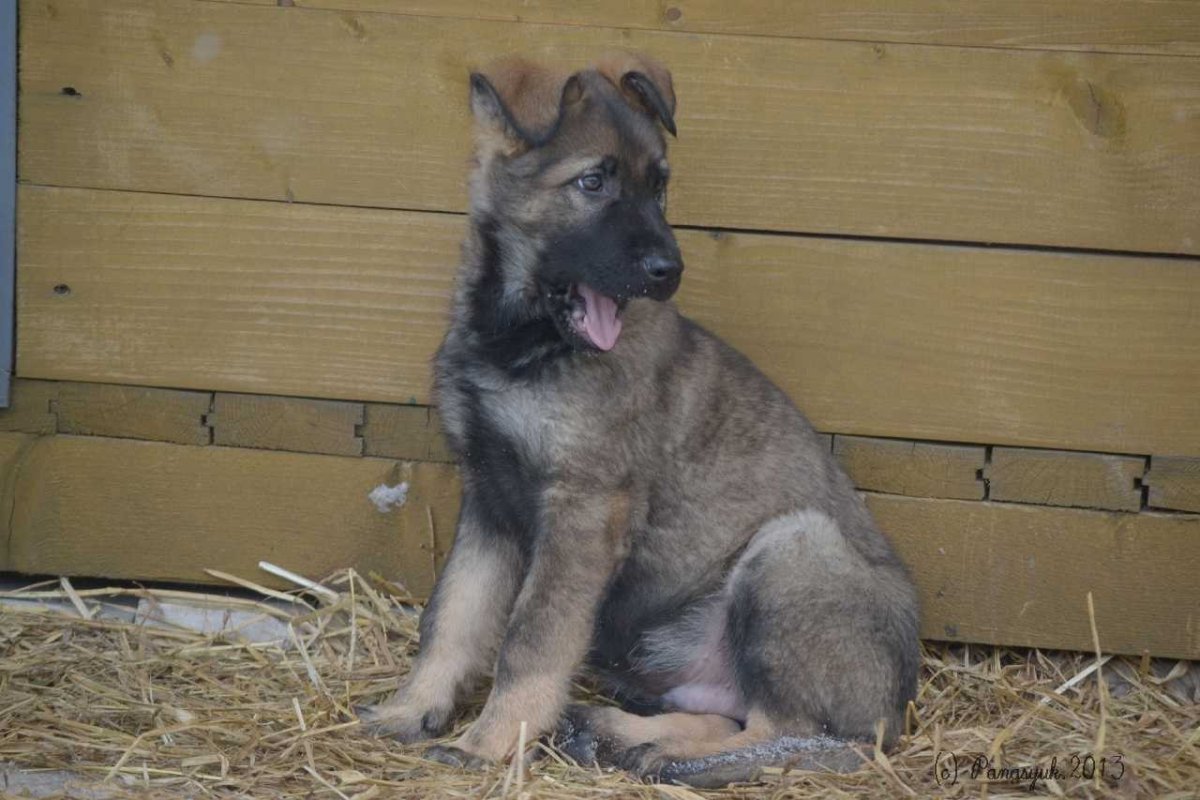 Зонарная немецкая овчарка