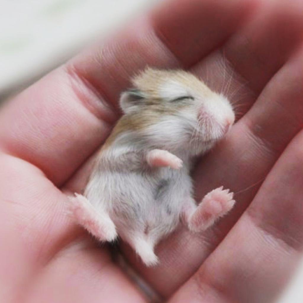 Джунгарский хомяк Детеныши