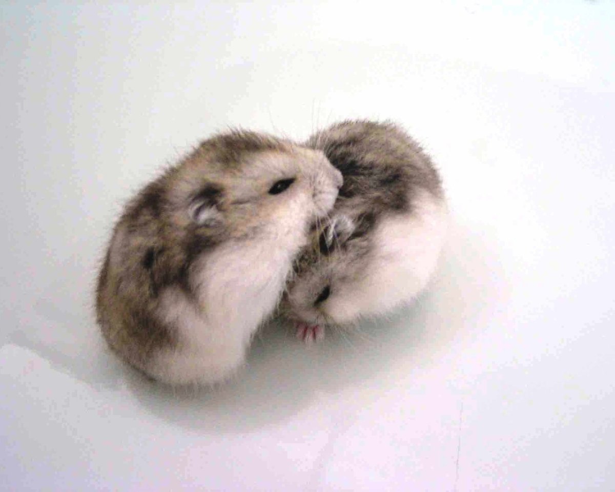 Сибирский джунгарик