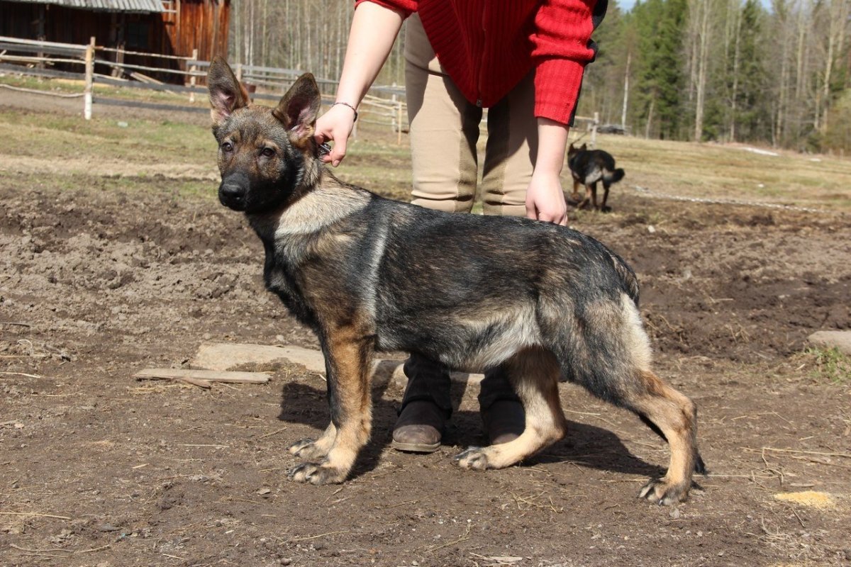 Зонарная Восточноевропейская овчарка