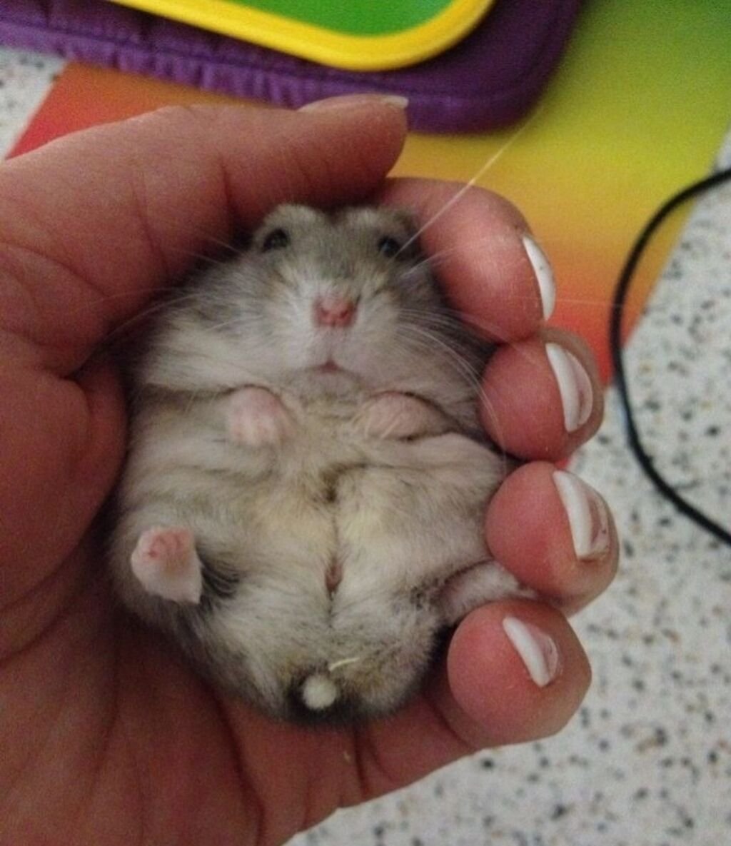 Джунгарский хомячок хомяки