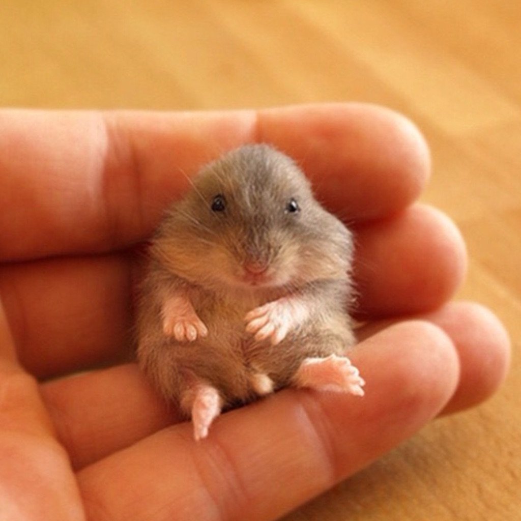 Джунгарский хомячок детеныш