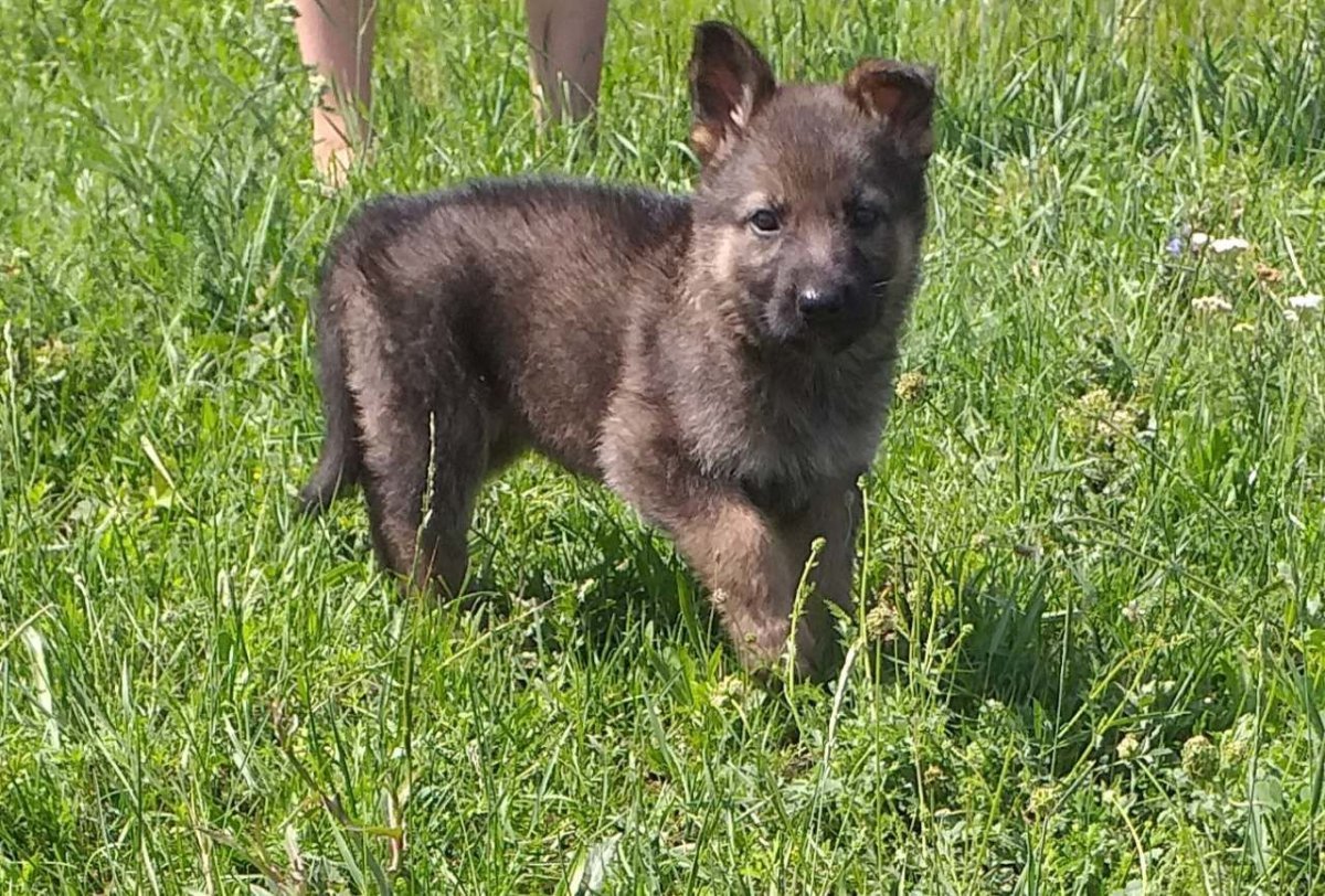 Немецкая овчарка зонарного окраса