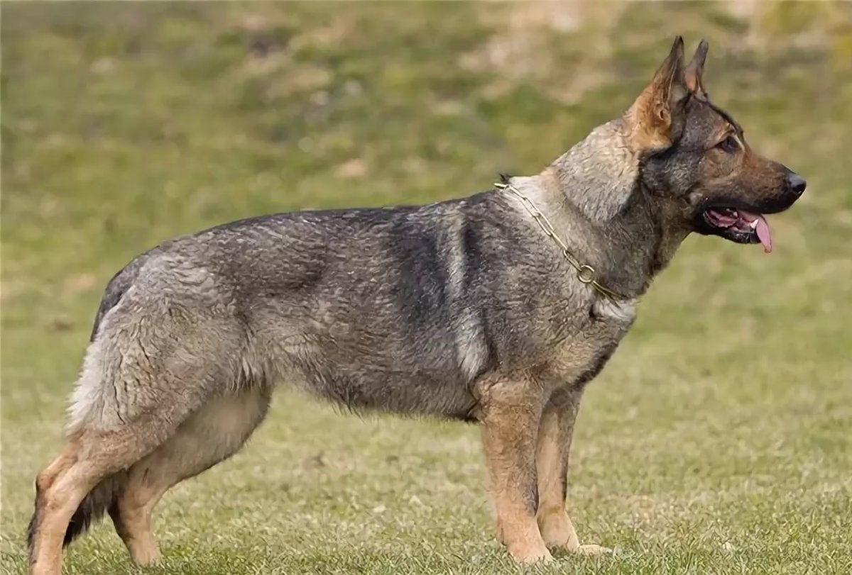 Немецкая овчарка серый зонарный окрас