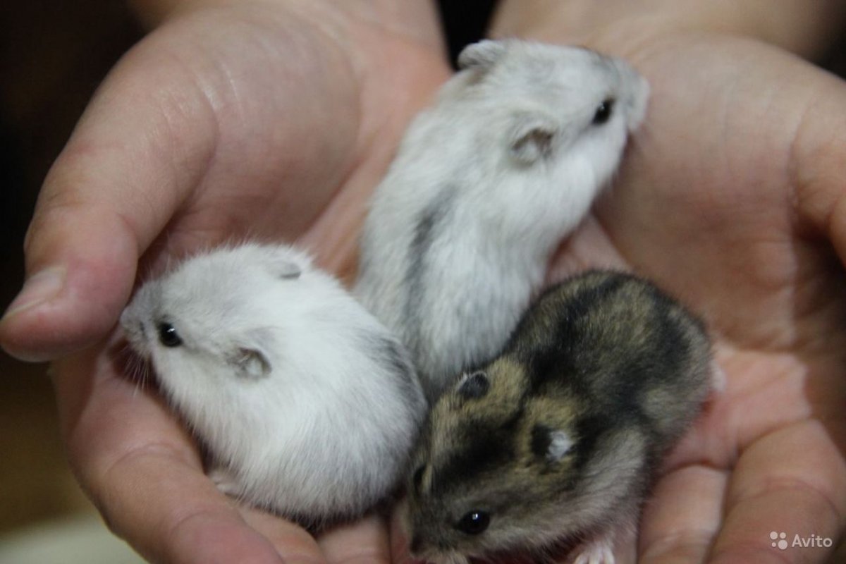 Белый хомячок джунгарик