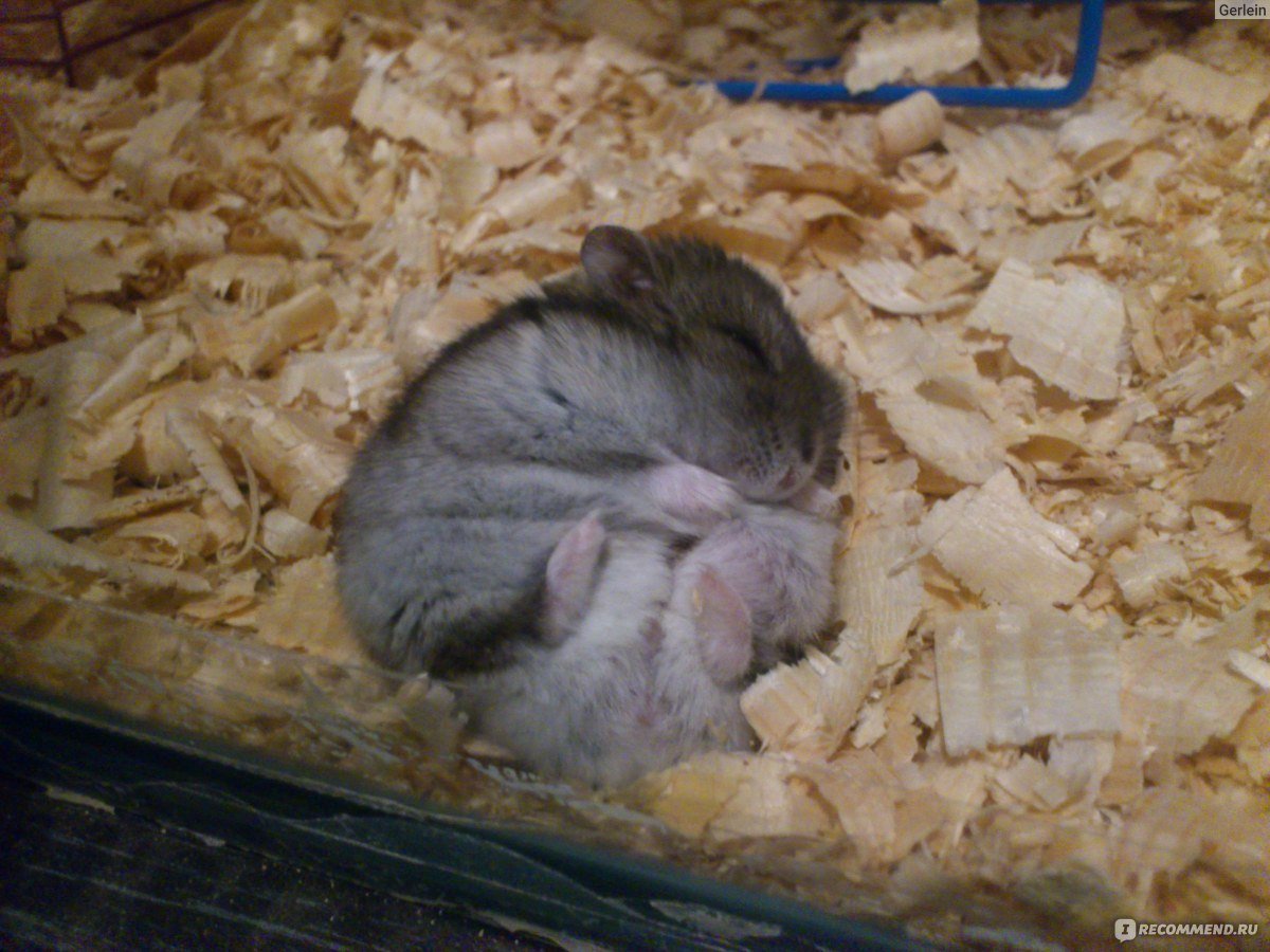 Джунгарская хомячиха беременна