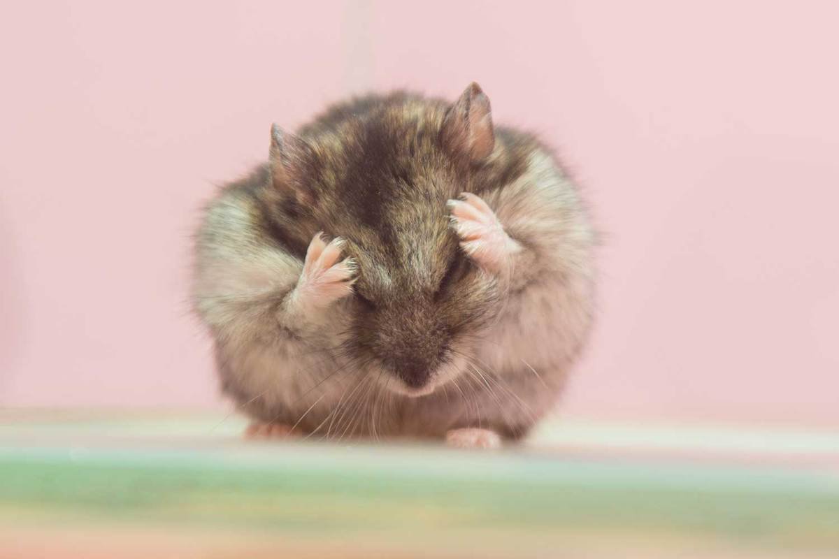 Хомяк умывается