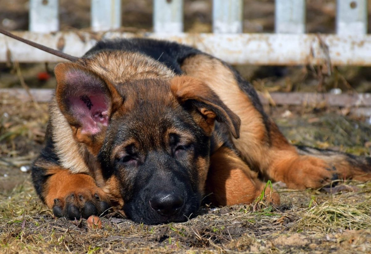 Восточно-европейская овчарка чепрак