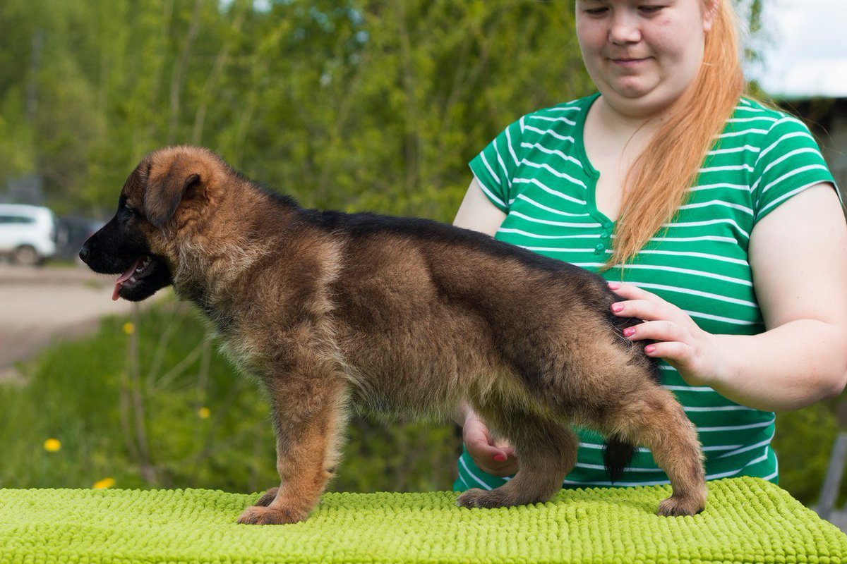 Black Sable немецкая овчарка