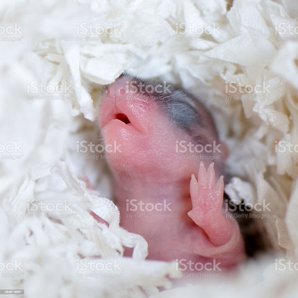 Детеныш мыши