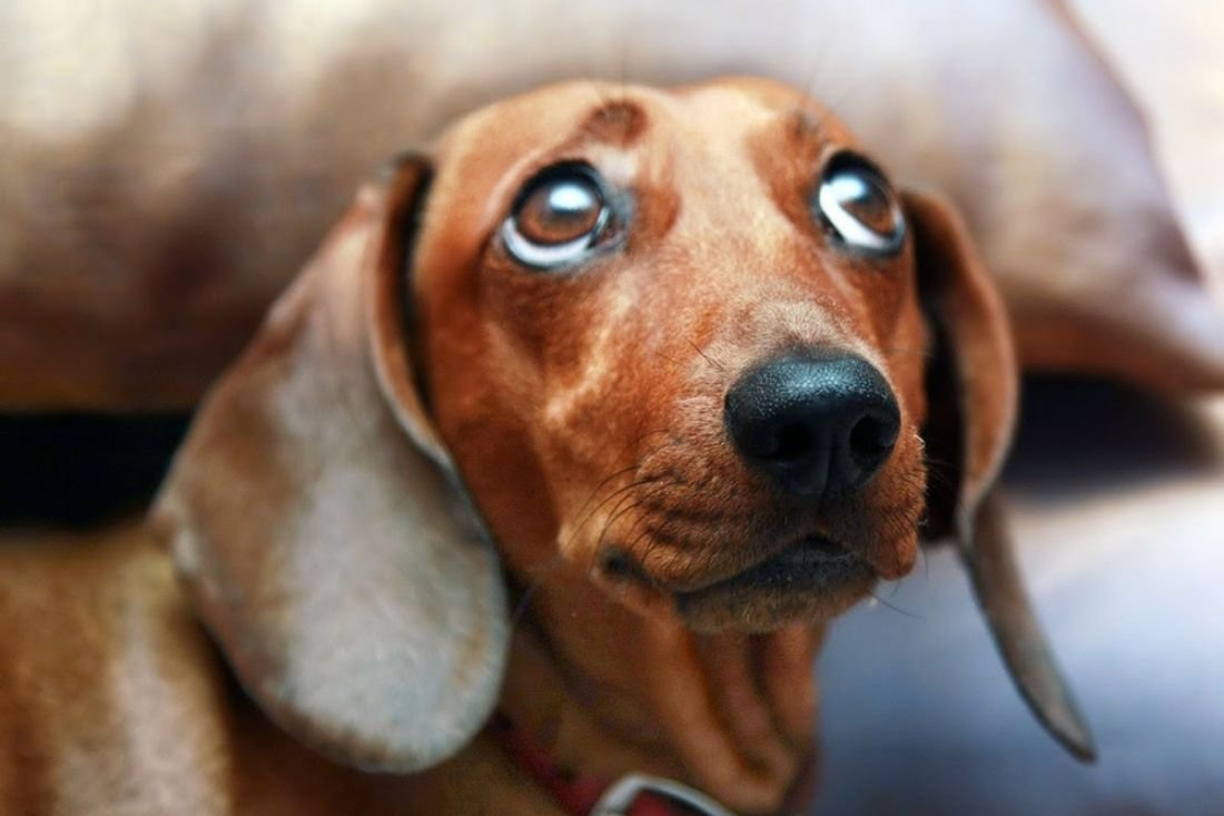 Грейхаунд 2020 Постер