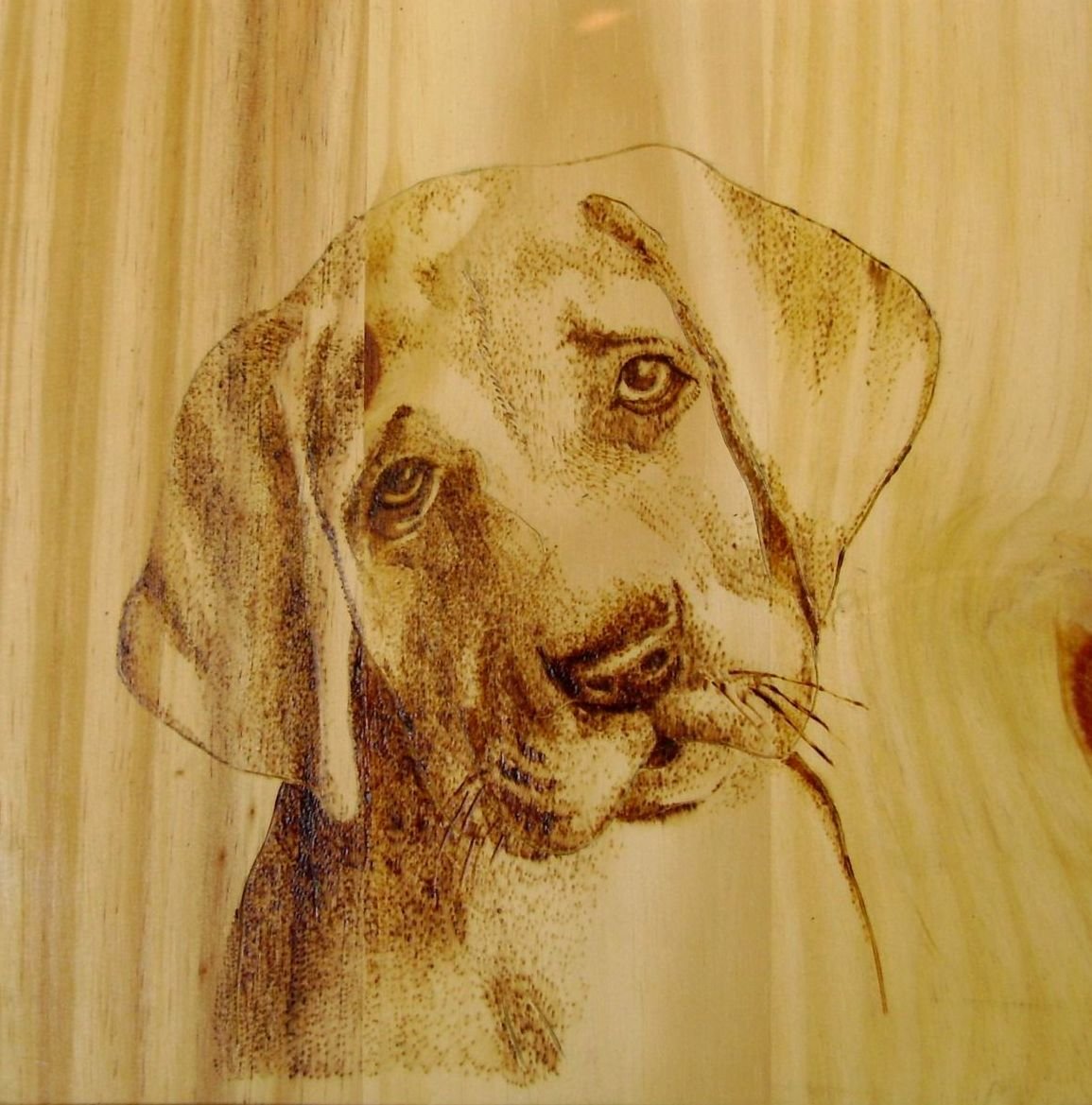 Мордочка таксы