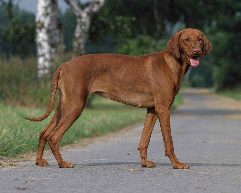 Гончая Шиллера щенки