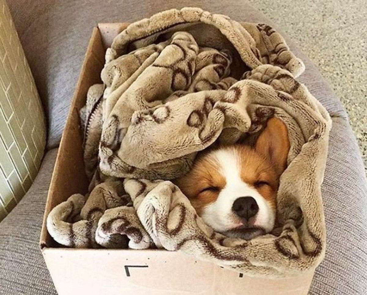 Щенок в коробке