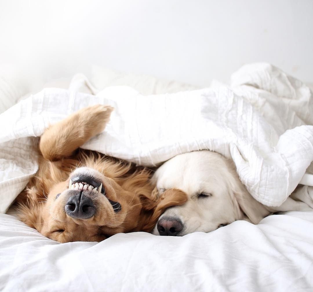 Собака спит