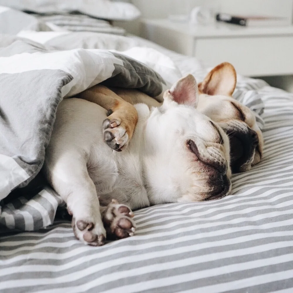 Милые спящие животные