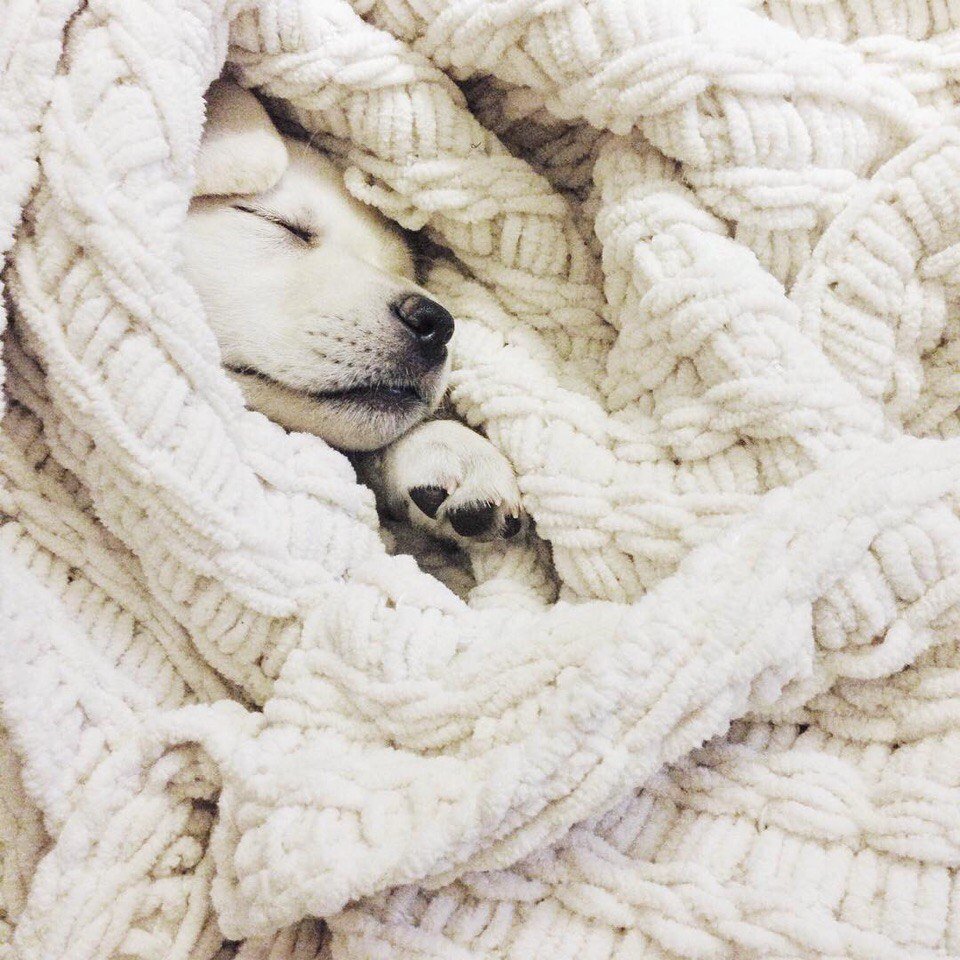 Собачка под пледом