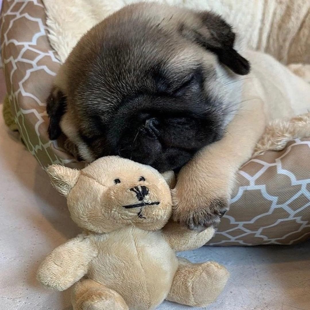 Сонный Мопс