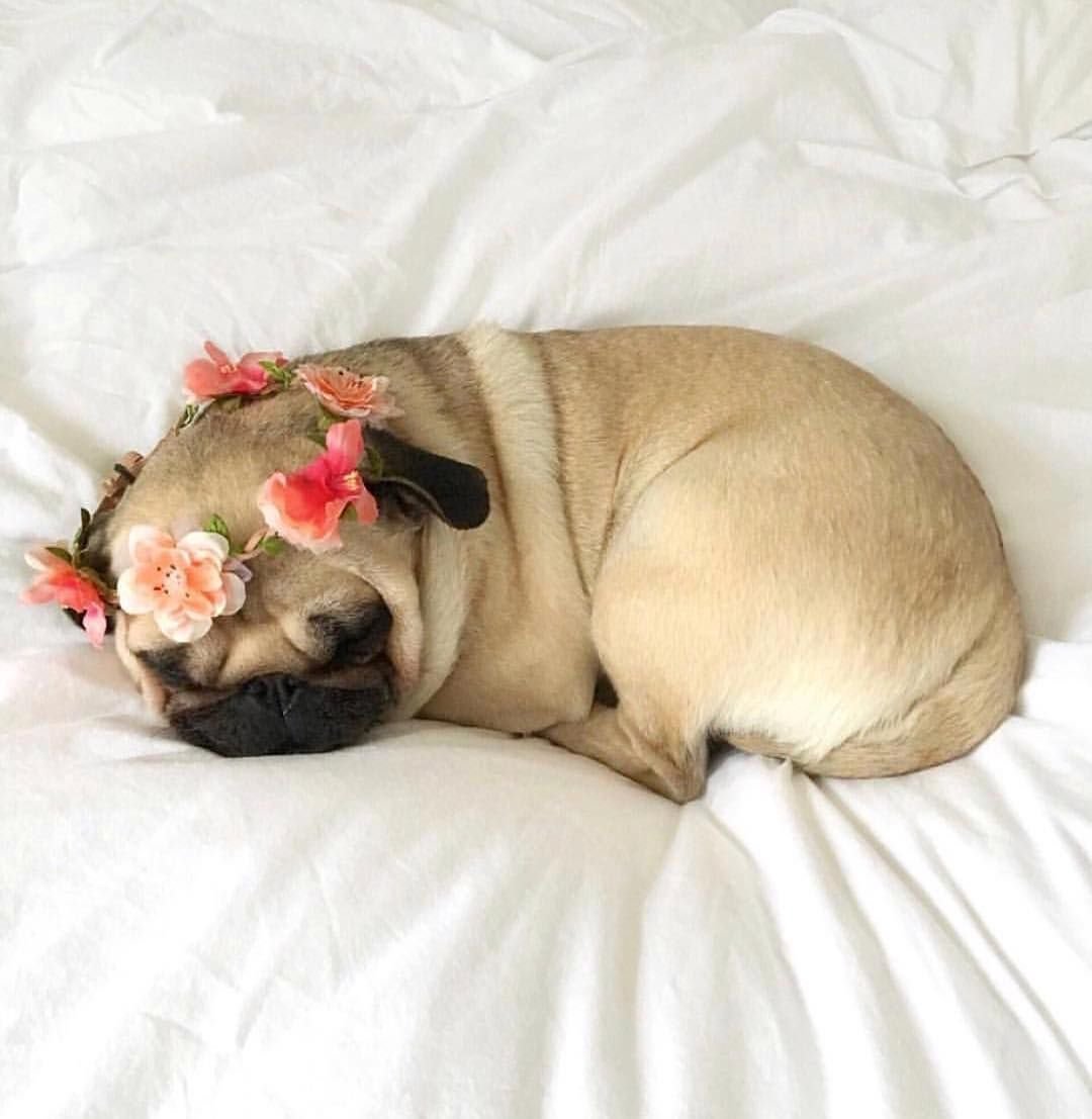 Спящие мопсы