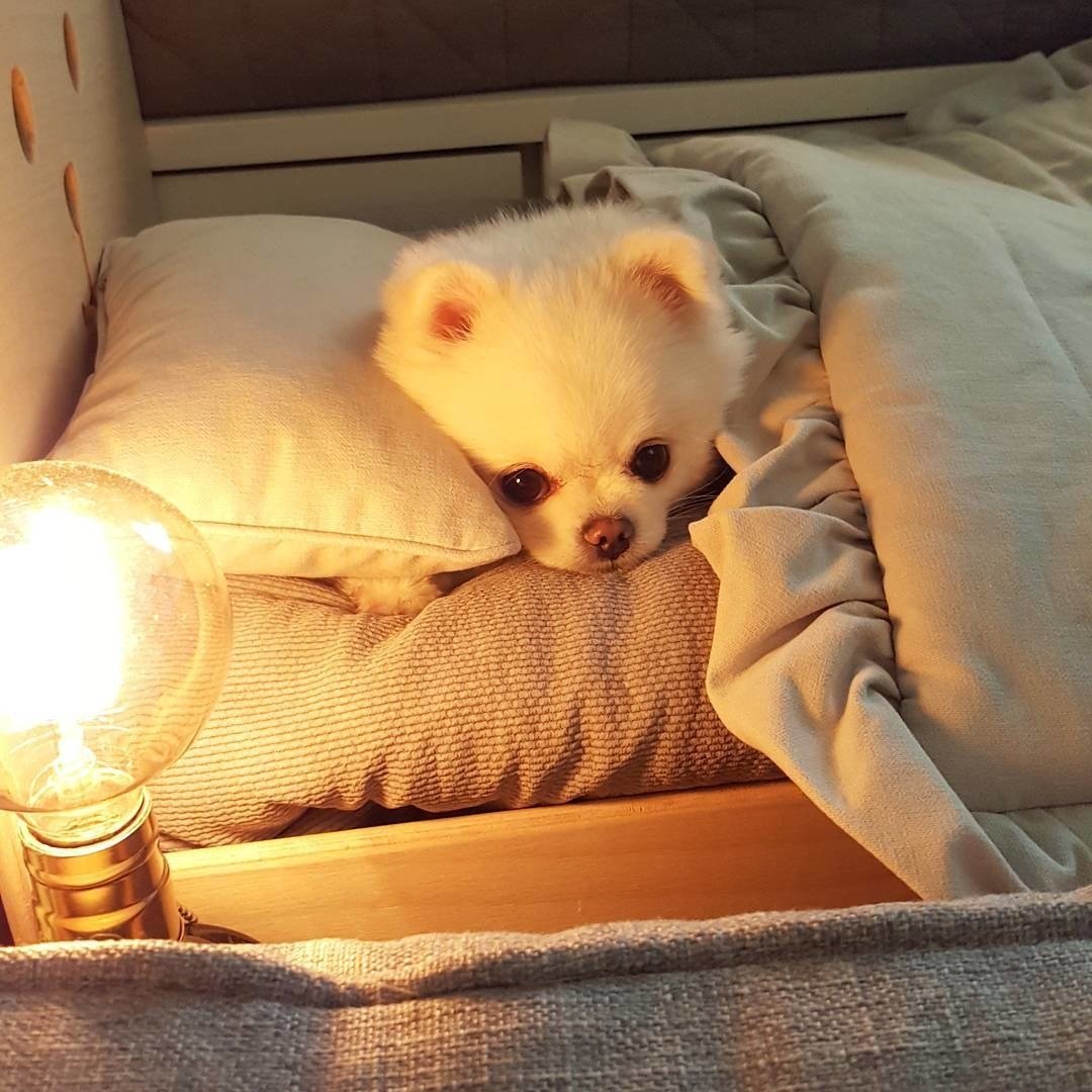 Спокойной ночи шпиц