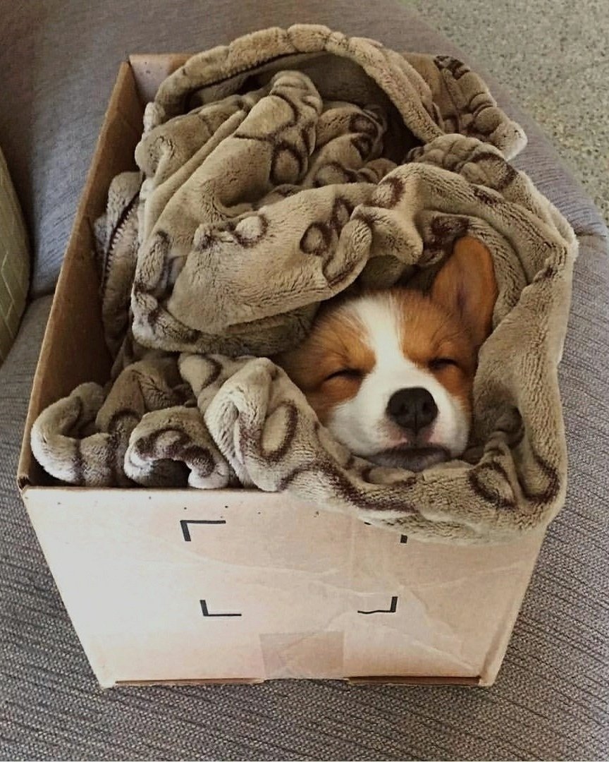 Щенок спит в коробке