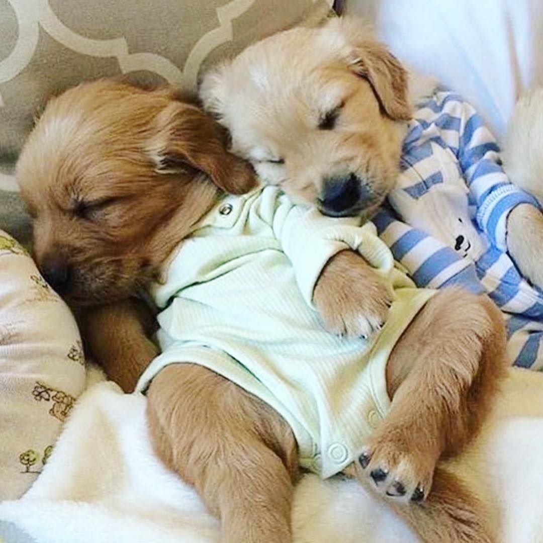 Спящие щенки