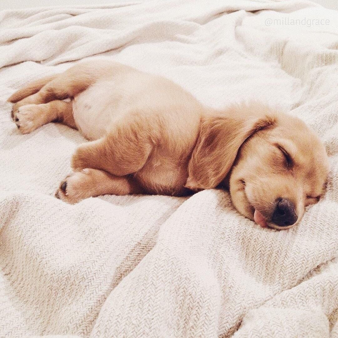 Доброе утро щеночки