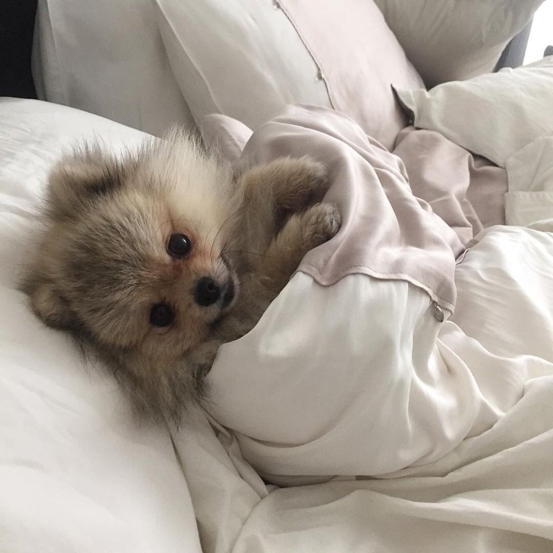 Щенок под одеялом