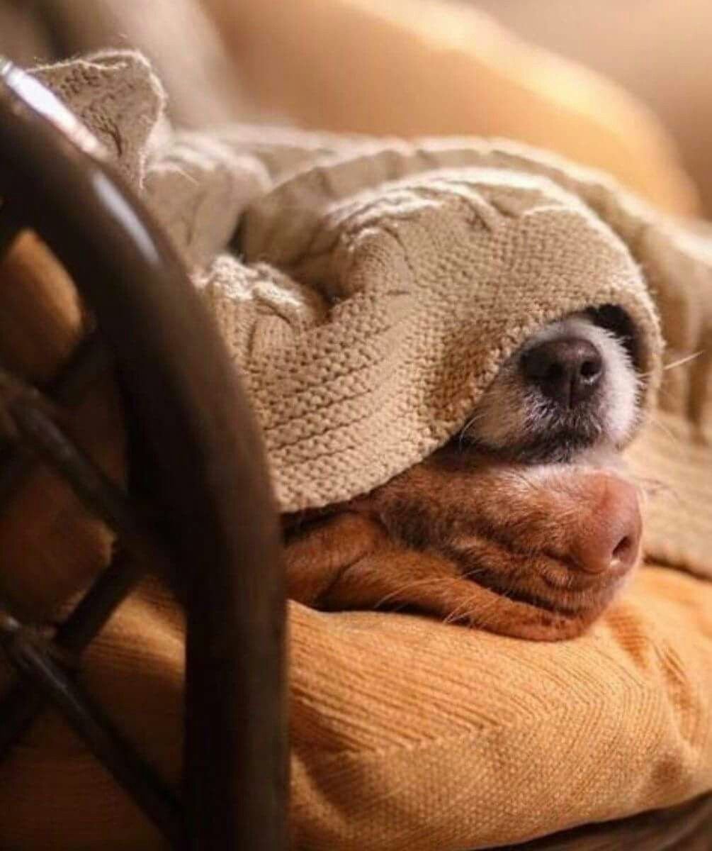 Собака спит