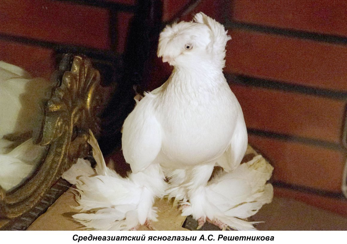 Узбекские голуби руяны
