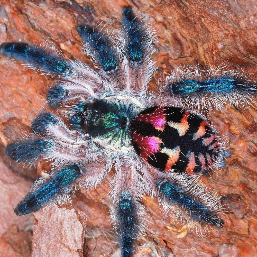 Синий птицеед Poecilotheria Metallica