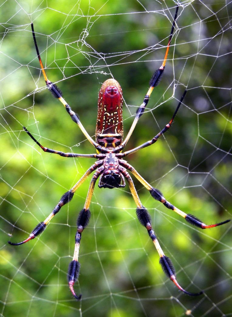 Паук Хантсмен Австралии
