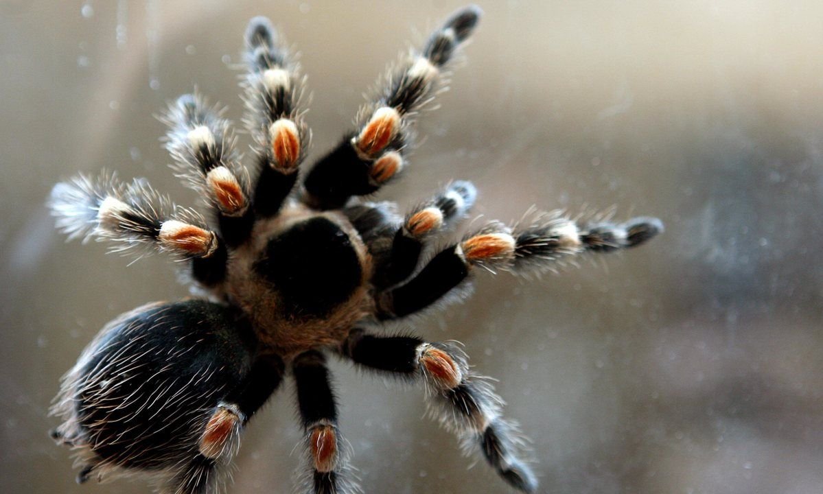 Аргиопа паук гигант