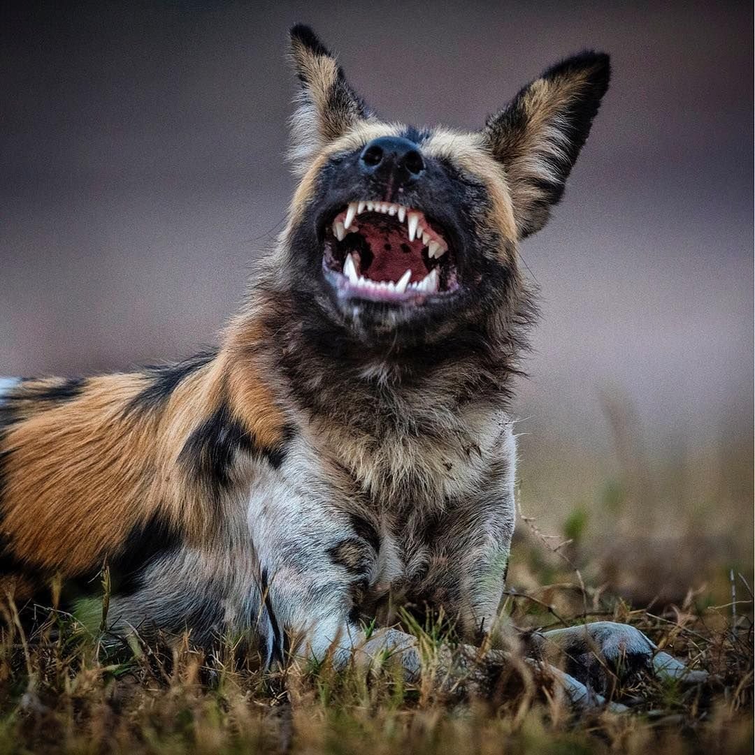 Собаковидные гиены