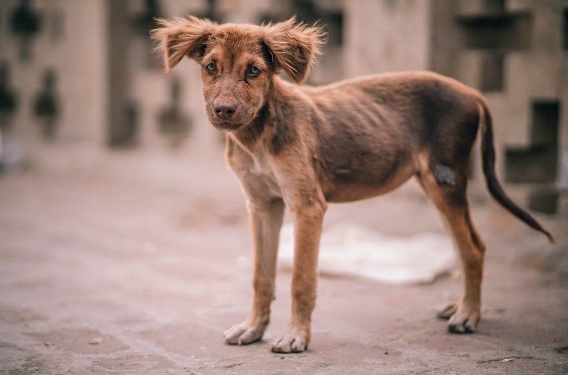 Волк оборотень Werewolf