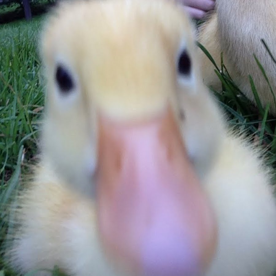 Уточка селфи